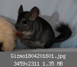 Gizmo1804201601.jpg