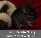 Gizmo1804201609.jpg