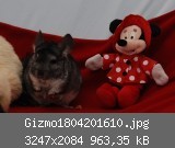 Gizmo1804201610.jpg