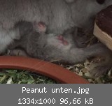 Peanut unten.jpg