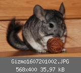 Gizmo1607201002.JPG