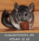 Gizmo1607201003.JPG