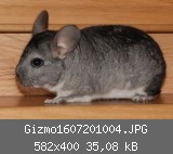 Gizmo1607201004.JPG