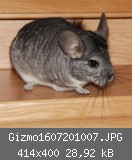 Gizmo1607201007.JPG