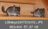 LGBabys1607201002.JPG