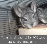 Tina´s chinchilla 003.jpg