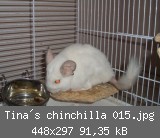 Tina´s chinchilla 015.jpg