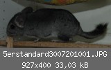 5erstandard3007201001.JPG