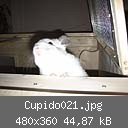 Cupido021.jpg