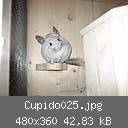 Cupido025.jpg