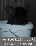 Maurice2911201003.JPG