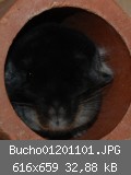 Bucho01201101.JPG