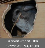 Gizmo01201101.JPG