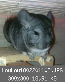 LouLou1802201102.JPG