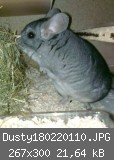 Dusty180220110.JPG