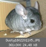 Dusty1802201105.JPG