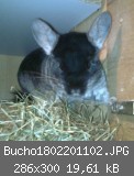 Bucho1802201102.JPG