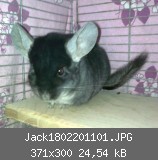 Jack1802201101.JPG