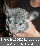 Trebbin1604201160006.jpg