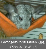 Lavanja0505201140004.jpg