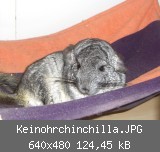 Keinohrchinchilla.JPG