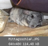 Mittagsschlaf.JPG