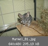 Murmel_B1.jpg