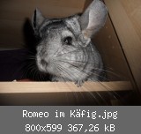 Romeo im Käfig.jpg