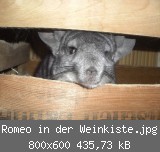 Romeo in der Weinkiste.jpg