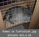 Romeo im Tiefschlaf.jpg