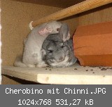 Cherobino mit Chinni.JPG