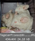 TegelerFliess1805201203.JPG