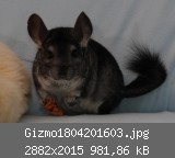 Gizmo1804201603.jpg