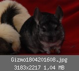 Gizmo1804201608.jpg