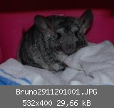 Bruno2911201001.JPG