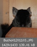 Bucho01201103.JPG