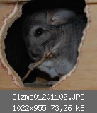 Gizmo01201102.JPG