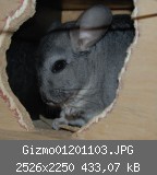 Gizmo01201103.JPG