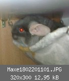 Maxe1802201101.JPG