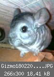 Gizmo1802201102.JPG