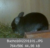 Bucho1602201101.JPG