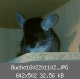 Bucho1602201102.JPG