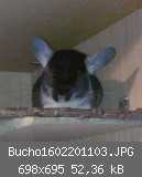 Bucho1602201103.JPG