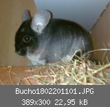 Bucho1802201101.JPG