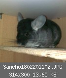 Sancho1802201102.JPG