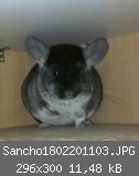 Sancho1802201103.JPG