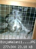BinjaNalani1802201101.JPG