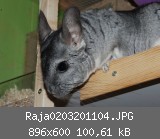 Raja0203201104.JPG