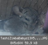 TashiZimbaBabys1305201104.JPG