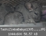TashiZimbaBabys1305201116.JPG